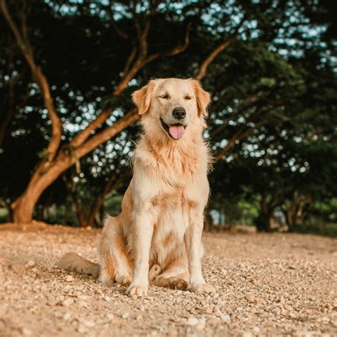 《黃金獵犬喬伊》