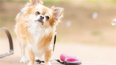 「時を止める犬」の秘密を解き明かす