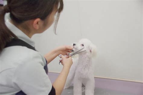 【けやき台動物病院】飼い主必見！ペットの健康を守るために知っておきたいこと