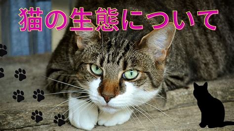 【完全版】ついてくる猫の生態と対策！