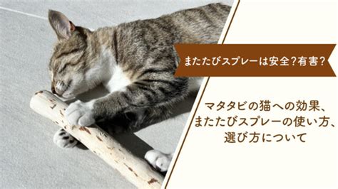 【完全版】 またたびスプレーの作り方と効果