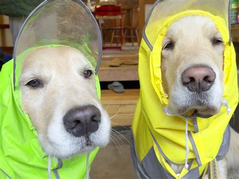 【完全理解】カッパ巻きと犬の意外な関係