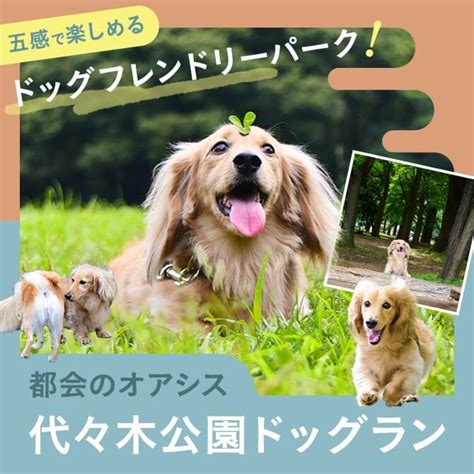 【愛犬と満喫しよう！】代々木公園ドッグランの徹底ガイド