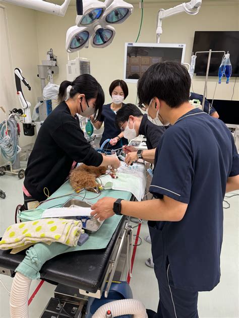 【決定版】りんごの樹動物病院の基礎知識から専門的な治療法まで