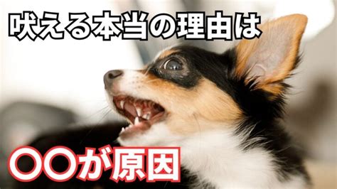 【決定版】吠える犬対策！その理論と実践を徹底解説！