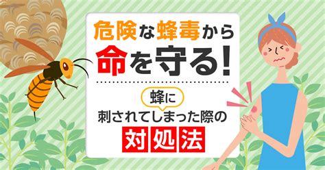 【蜂のための動物病院】あなたとあなたの大切なペットの健康を守るガイド