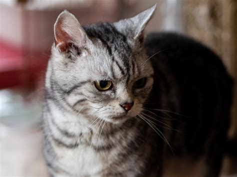 【飼い主注意】アメリカンショートヘアの寿命を短くする要因