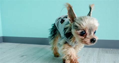 あなたの愛犬に最高の体験を