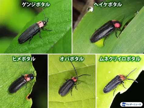 あわほたるの生態