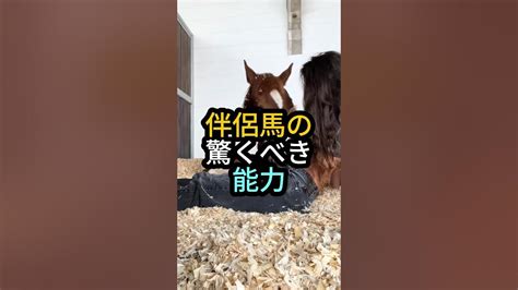 あんか猫：温かい伴侶の驚くべき利点