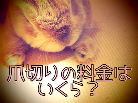 いくら 動物病院で支払う金額を理解する