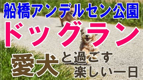 いこいのドッグランで愛犬と楽しい時間を過ごすための包括的なガイド