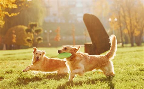 いこいドッグラン：犬と飼い主のためのワンダーランド