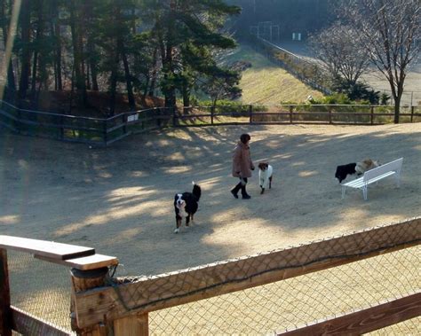 いこい ドッグランで愛犬との楽しい時間を過ごそう！