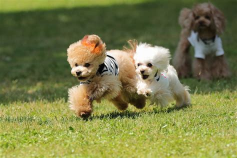 いこい ドッグラン：愛犬との楽しいひとときを過ごすためのガイド