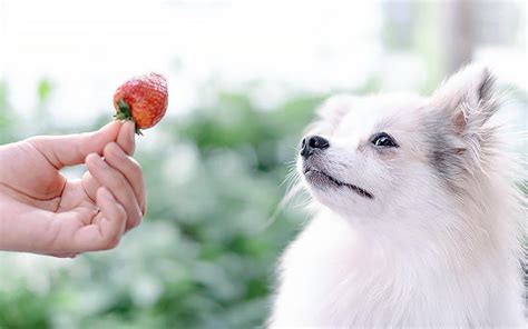 いちご犬を食べても大丈夫？かわいい見た目とは裏腹の危険性