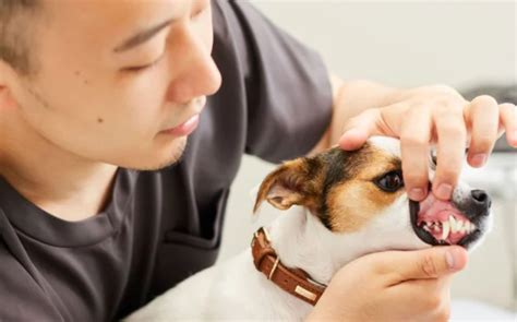 いわい動物病院 ～あなたとペットの生涯に寄り添うかかりつけ医～