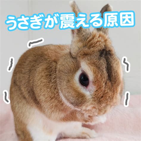 うさぎがよろける原因と対策