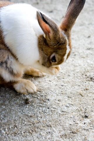 うさぎがブーブーと鳴く：理由と対処法