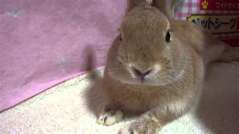 うさぎが小刻みに震える要因と対処法