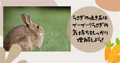 うさぎの「ブーブー」鳴き声とその原因