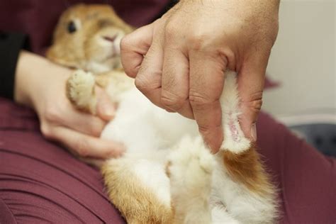 うさぎの後ろ足がおかしい！原因と治療法を徹底解説