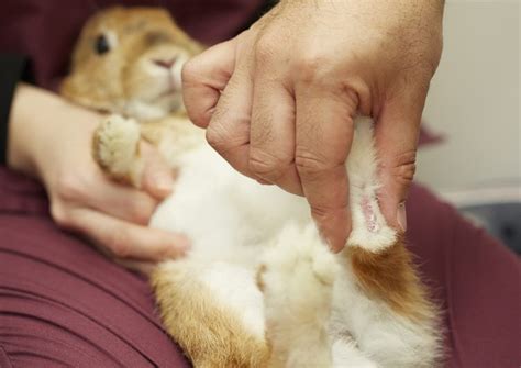 うさぎの後ろ足引きずり：原因、治療、予防