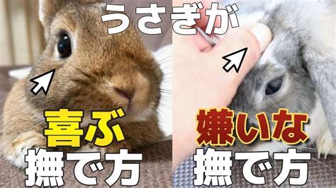 うさぎの愛らしい瞬間を最大限に引き出す: うさぎの撫で方ガイド