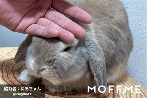 うさぎの撫で方：究極ガイド