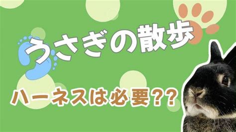 うさぎハーネスの選び方