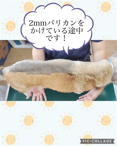 うさぎ サマーカット：バリカンで涼しく快適に！