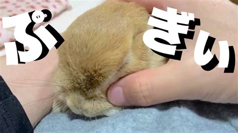 うさぎ ブーブー 鳴く 現象を徹底解説！