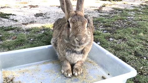 うさぎ 前足 浮かせる