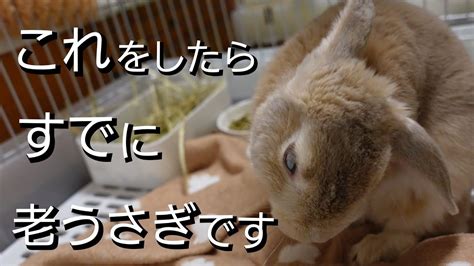 うさぎ 高齢 よろける