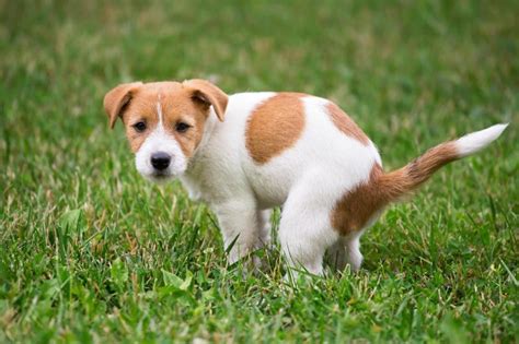 うんこをする犬：飼い主向けガイド