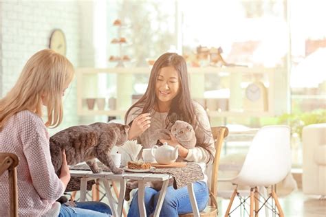 おおたか の 森で猫カフェを堪能しよう！：究極ガイド