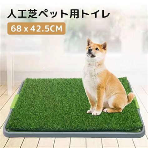 おしっこシートで愛犬のトイレトレーニングをマスターしよう