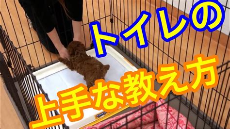 おしっこシートで賢く犬のしつけをする