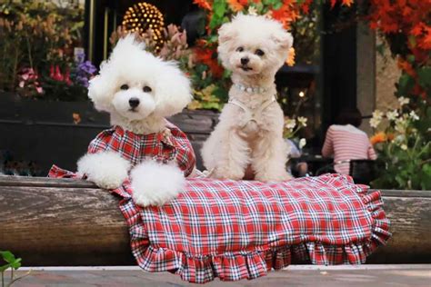 おしゃれで機能的なカフェマットで愛犬とのカフェタイムを快適に