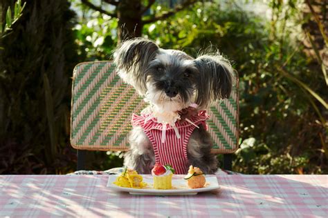 おしゃれで機能的なカフェマットで愛犬と快適なティータイムを