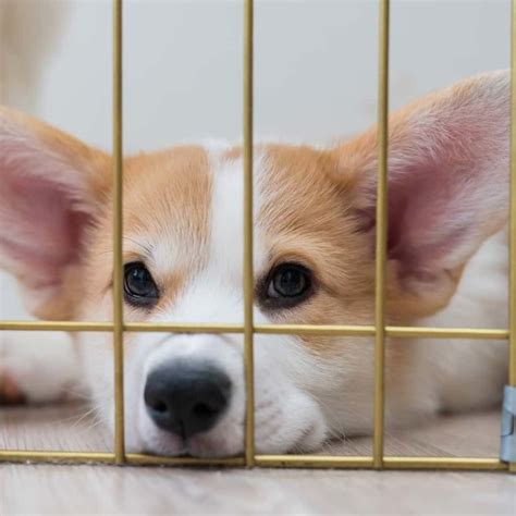 おしゃれな犬のためのスタイリッシュなライフスタイル術