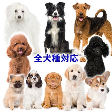 おしゃれな犬種でワンランク上のライフスタイルを