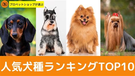 おしゃれな犬種ランキングTOP20