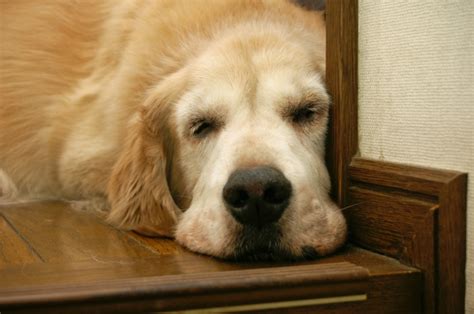 おじいさんみたいな犬の飼い方 - 愛おしい老犬のケアガイド