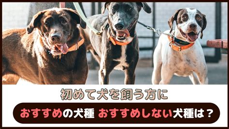 おじいちゃんみたいな犬を飼うための完全ガイド