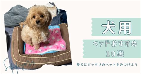 おすすめの犬 🐶✨ あなたにぴったりな品種を見つける！