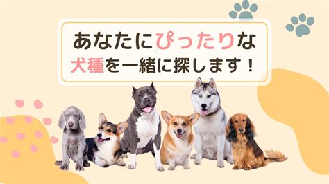 おすすめ犬：あなたのライフスタイルに合った最高の犬種を見つけましょう