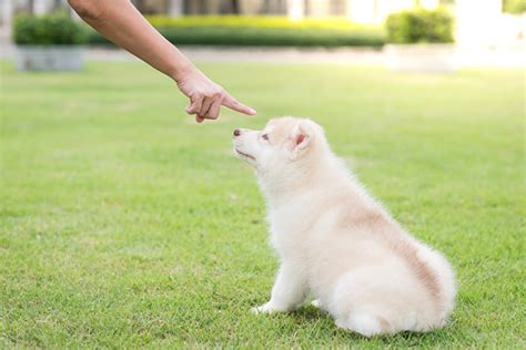 おすわり: 犬のトレーニングの要