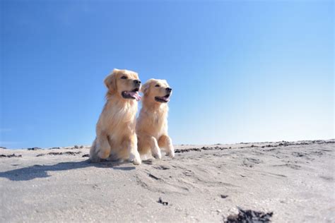 おすわりのトレーニングで愛犬がより従順に