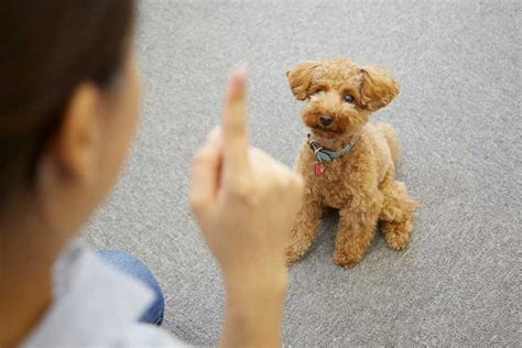 おすわりの練習で愛犬を賢くしつけよう！